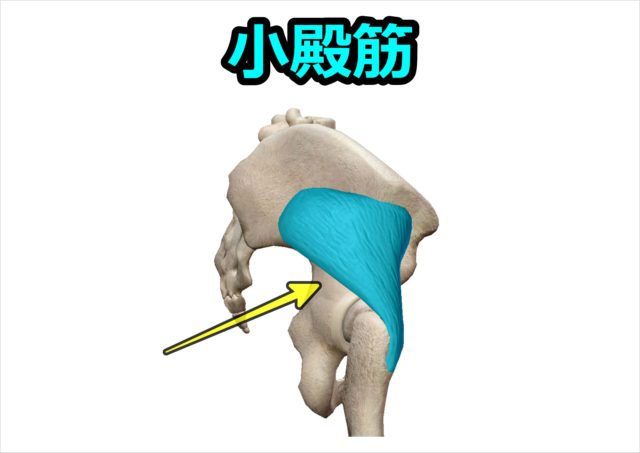 骨格治療整体　股関節